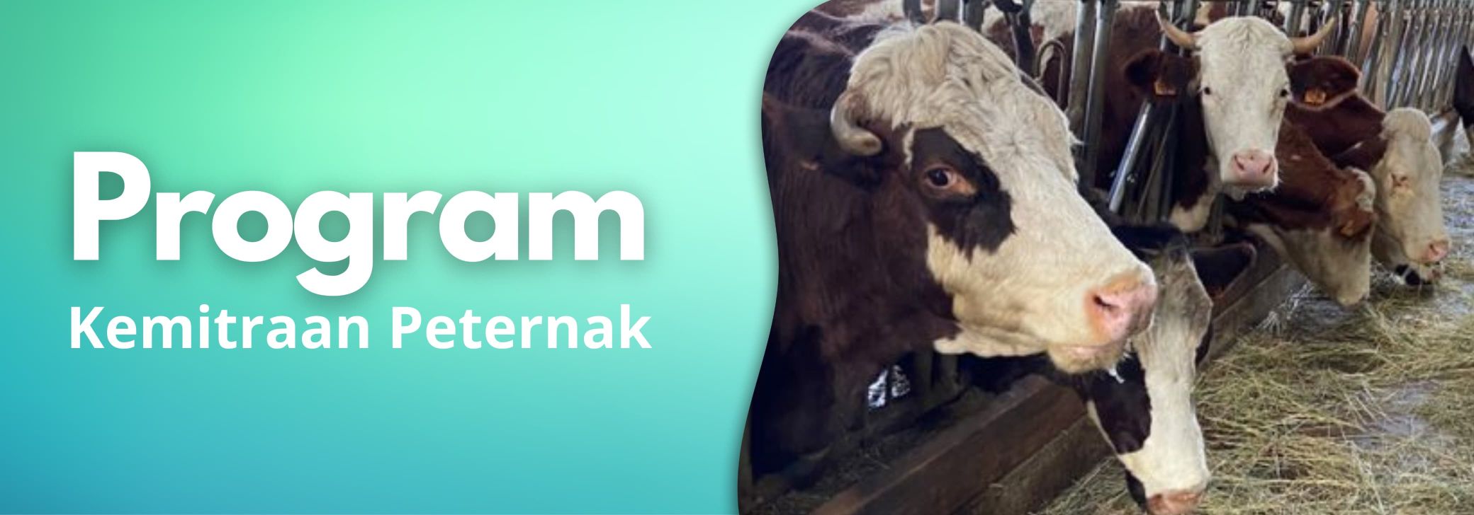 Program Kemitraan Peternak